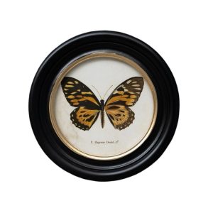 Cadre papillon – p. zagreus doubl.