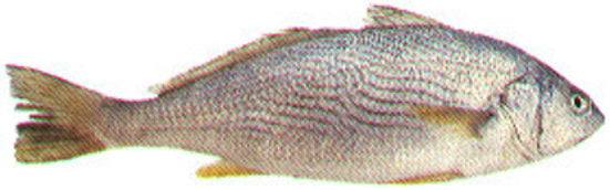 Ombrinette Entière 1kg